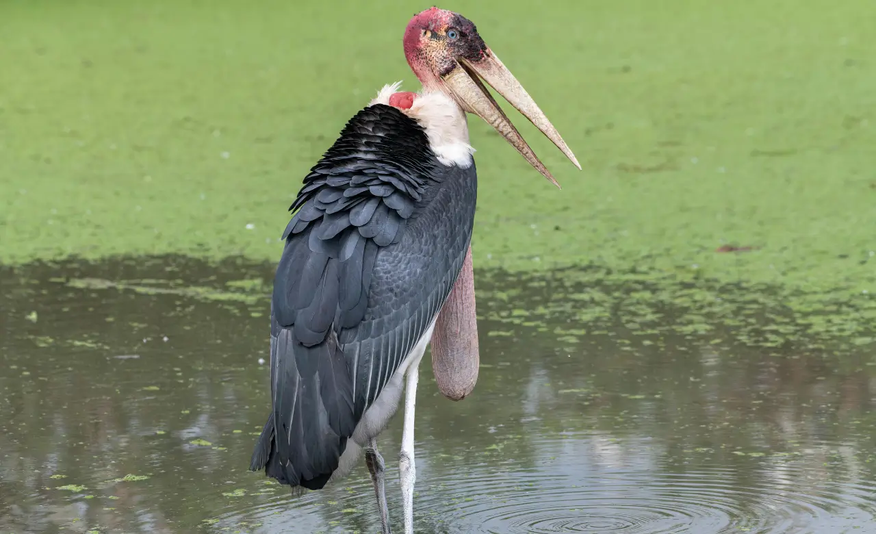Marabou Stork Diet