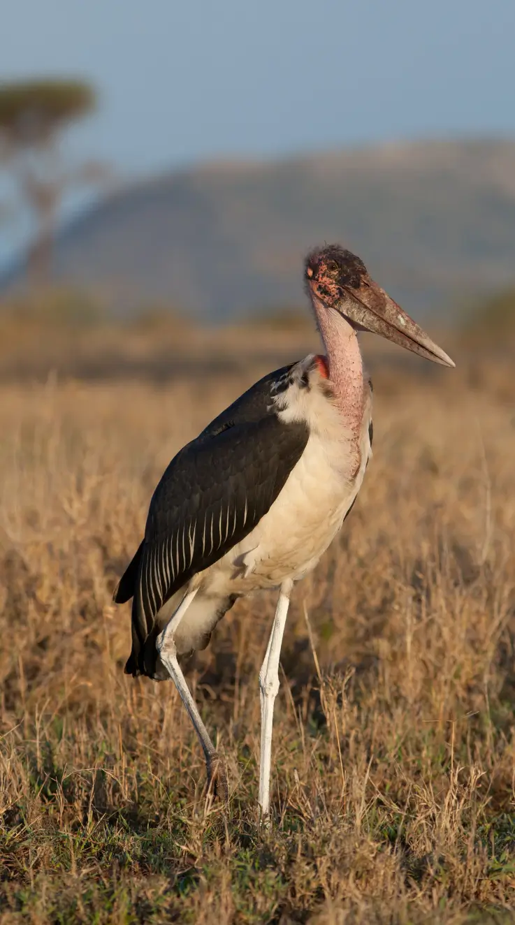 Marabou Stork Eat