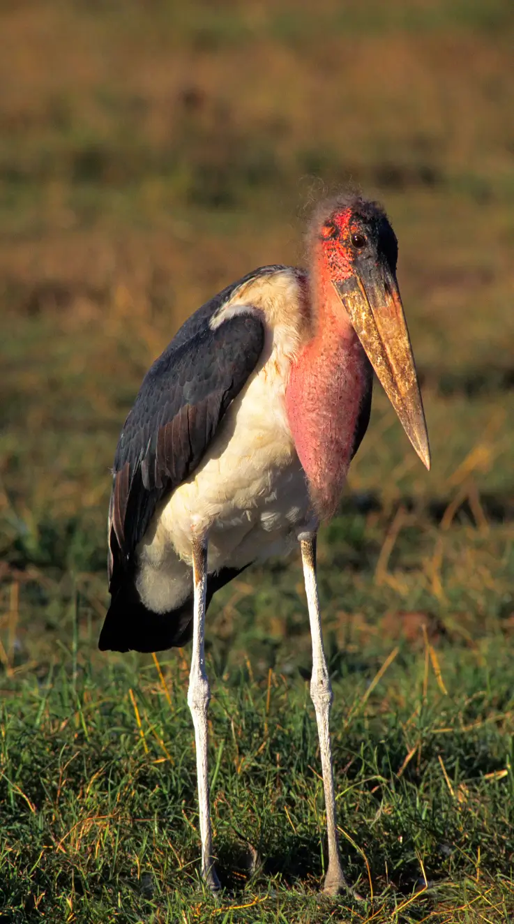Marabou Stork Height