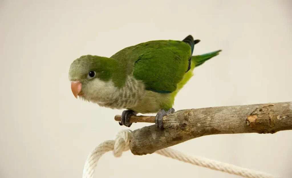 Myiopsitta monachus