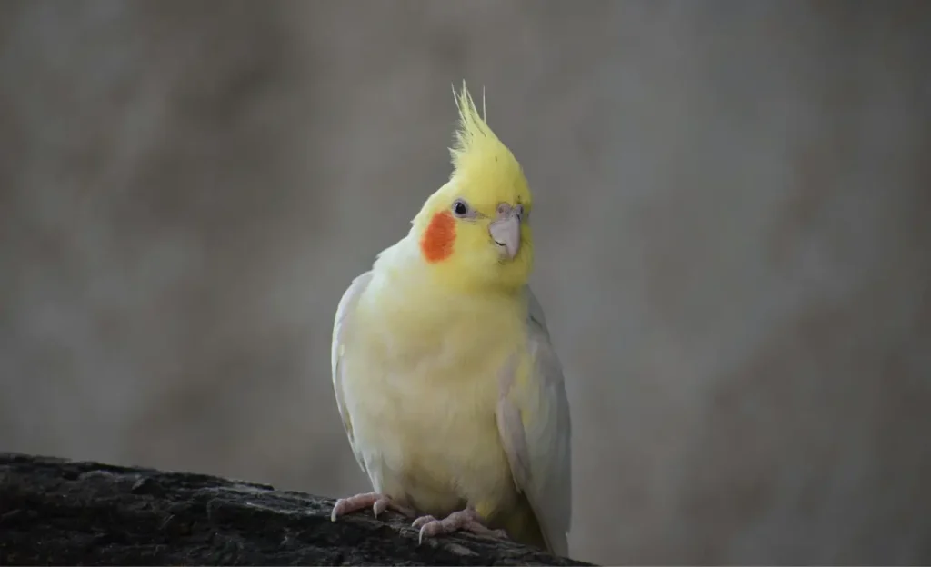 Nymphicus hollandicus