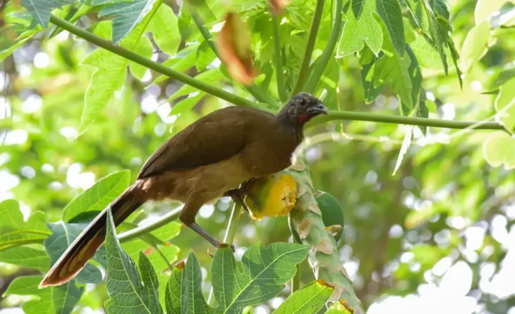 Ortalis ruficauda