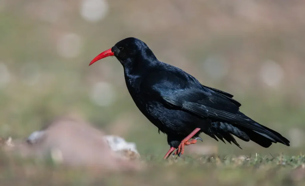 Pyrrhocorax pyrrhocorax
