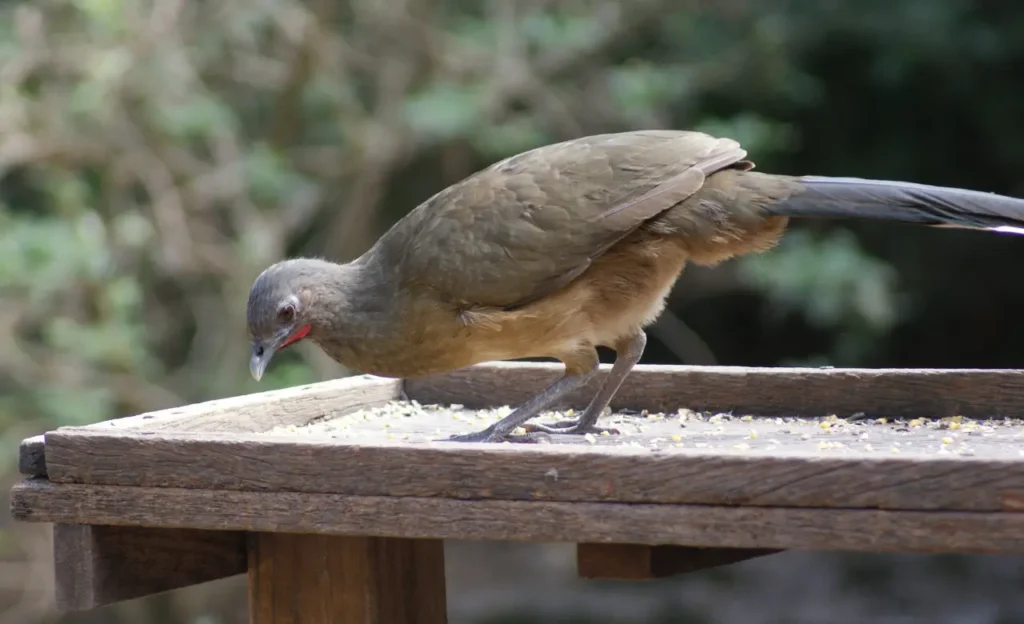 Rofous-vented Chachalaca Eating
