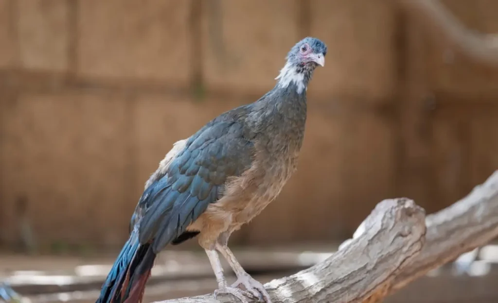 Rofous-vented Chachalaca Image