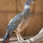 Rufous-vented Chachalaca