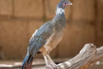 Rufous-vented Chachalaca