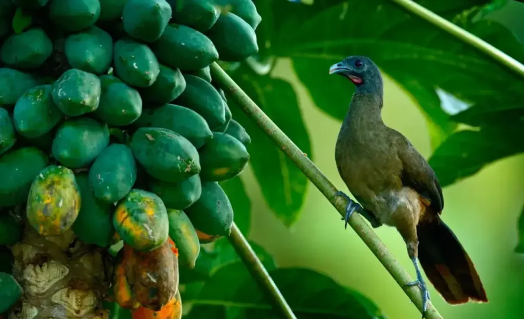 Rufous-vented Chachalaca Food