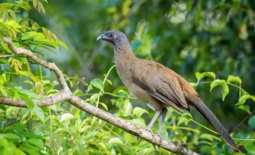 Rufous-vented Chachalaca photo