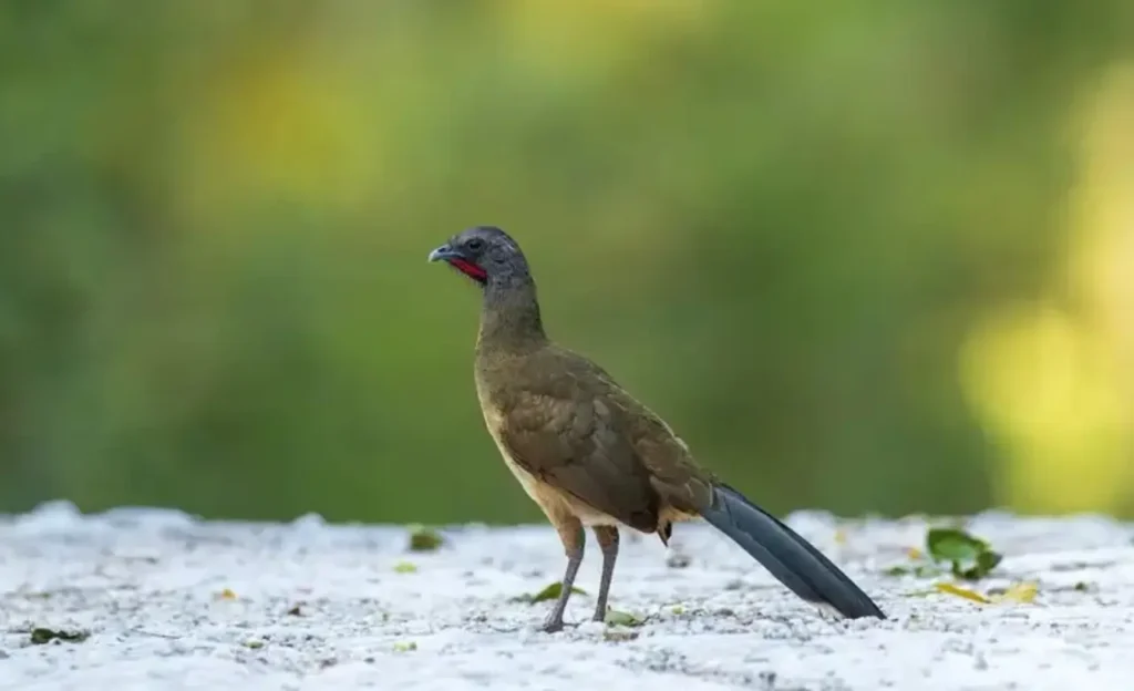 Rufous-vented Chachalaca pics