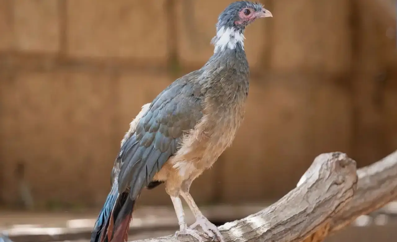 Rufous-vented Chachalaca