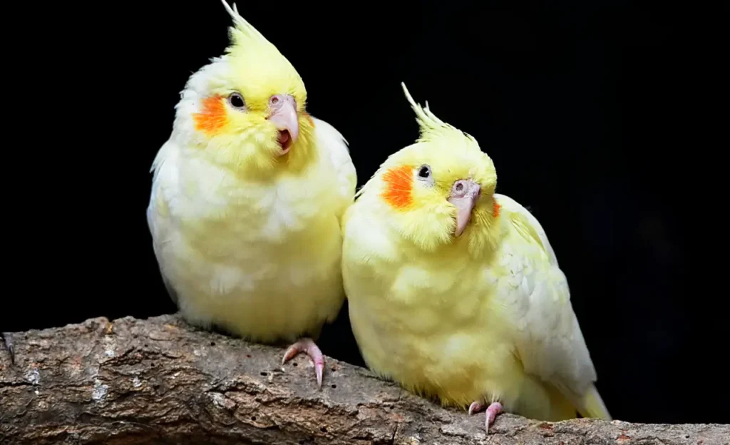 baby cockatiel