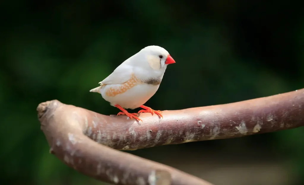 baby zebra finch