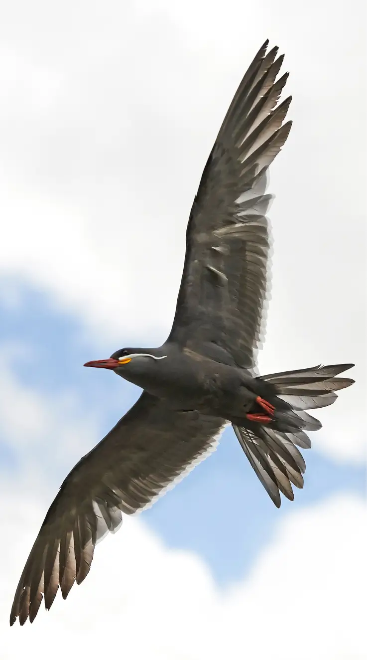 beard bird inca tern