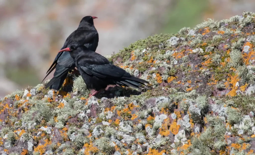 birds with red beaks