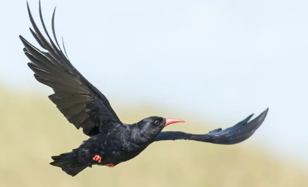birds with red bills