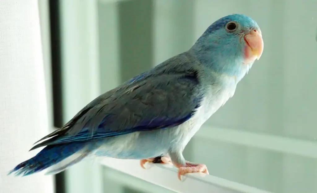blue parrotlet