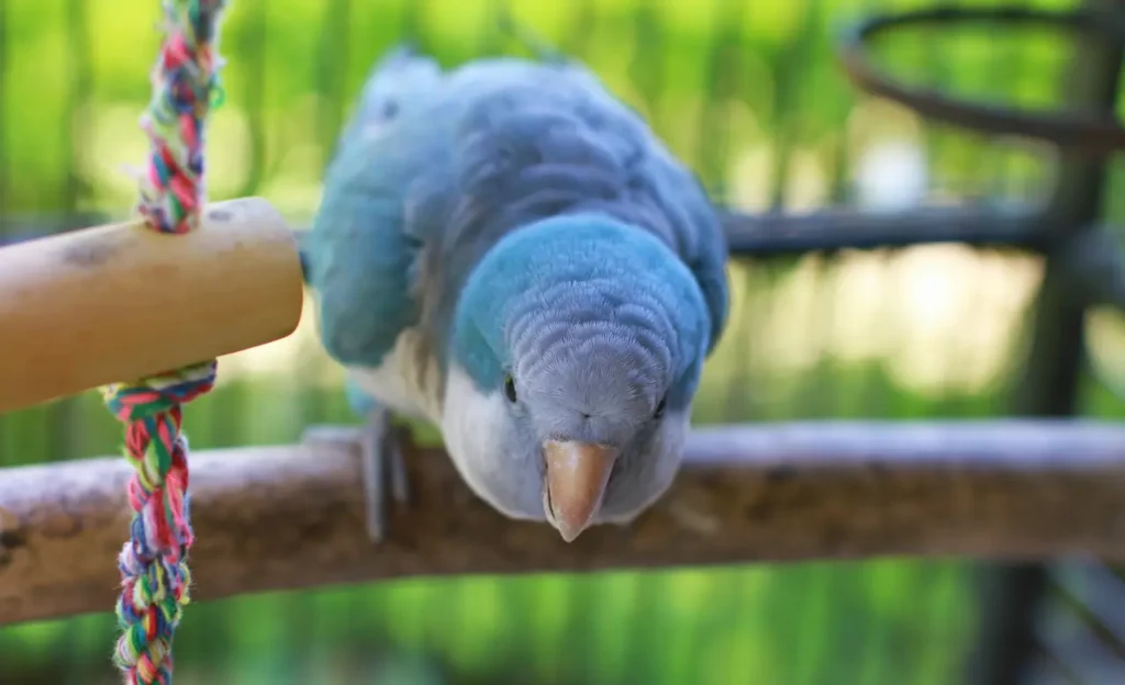 blue quaker parrot