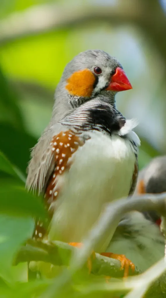 care of zebra finches