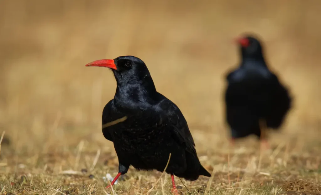 chough