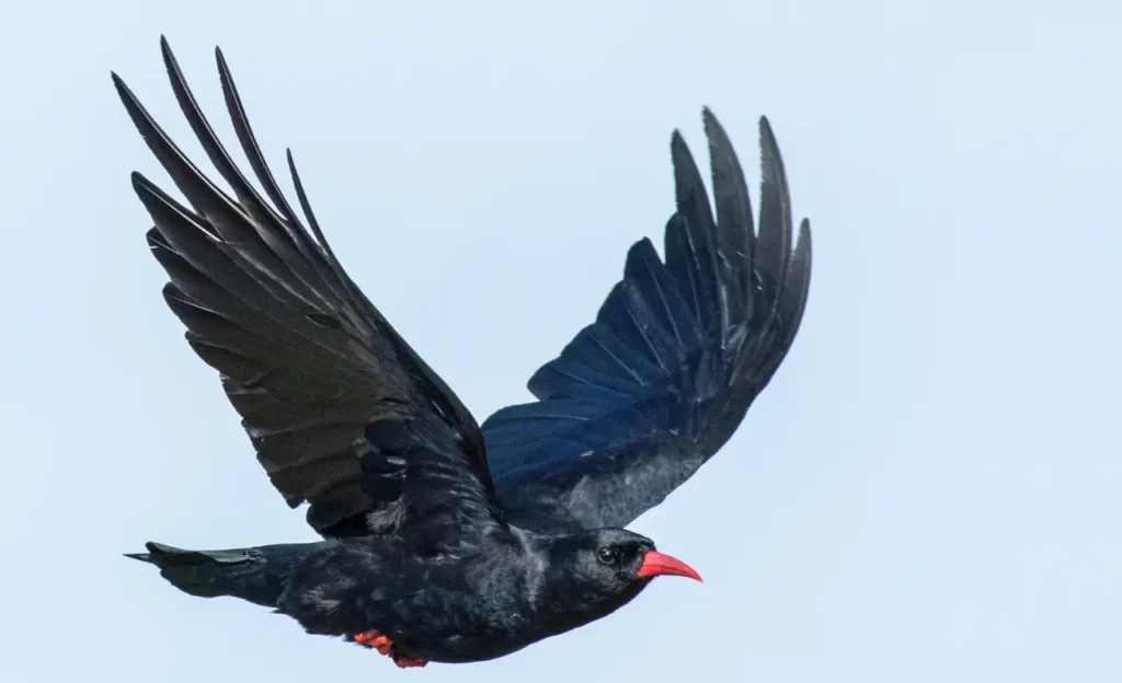 chough bird