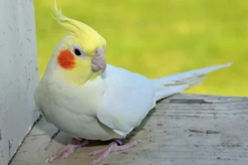 cockatiel