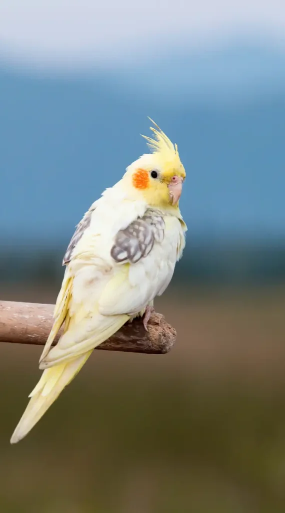 cockatiel bird