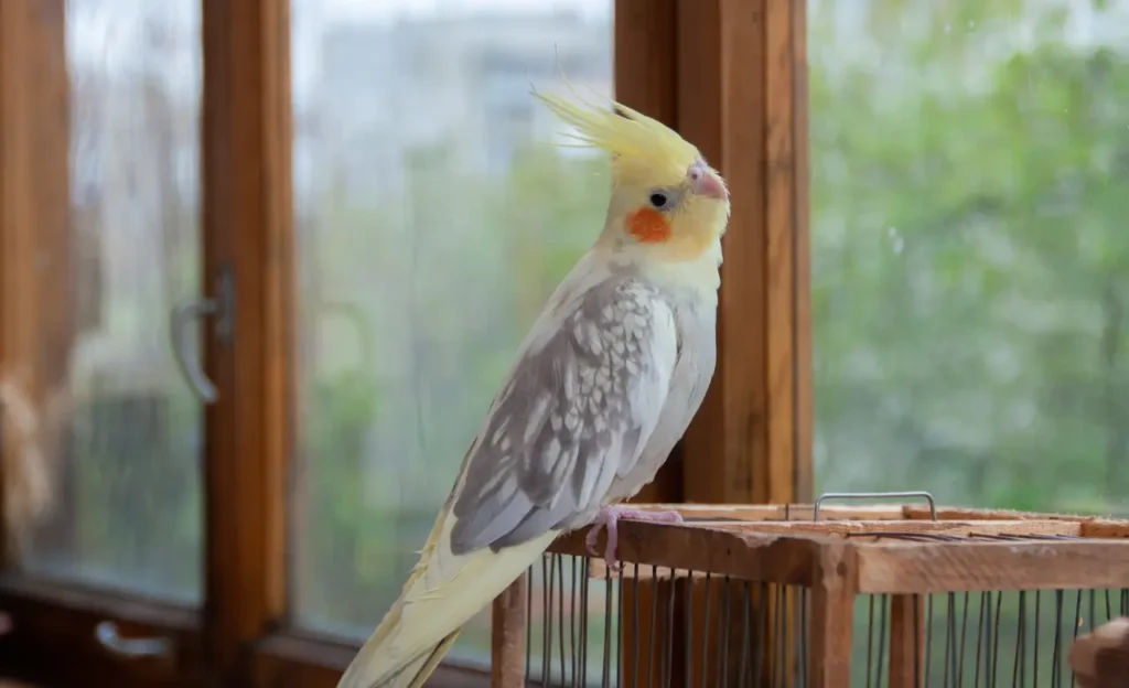 cockatiel cage