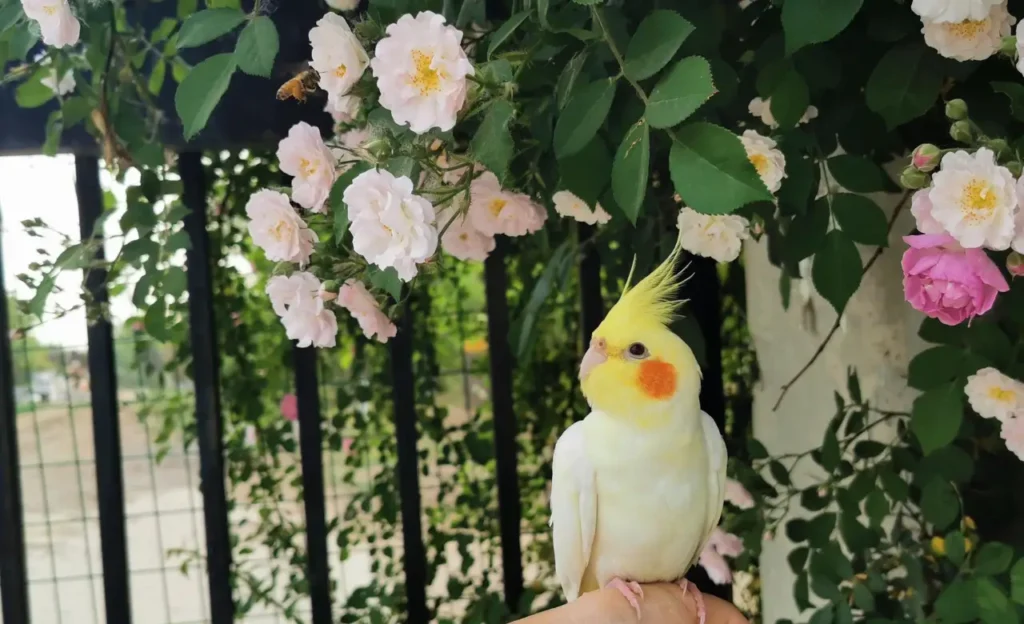 cockatiel colors