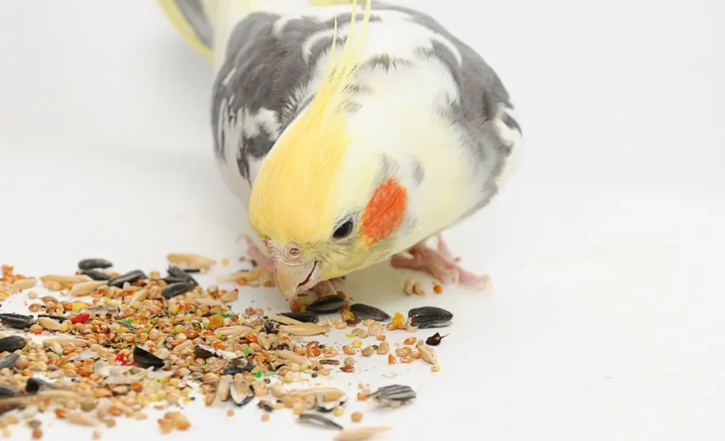 cockatiel food