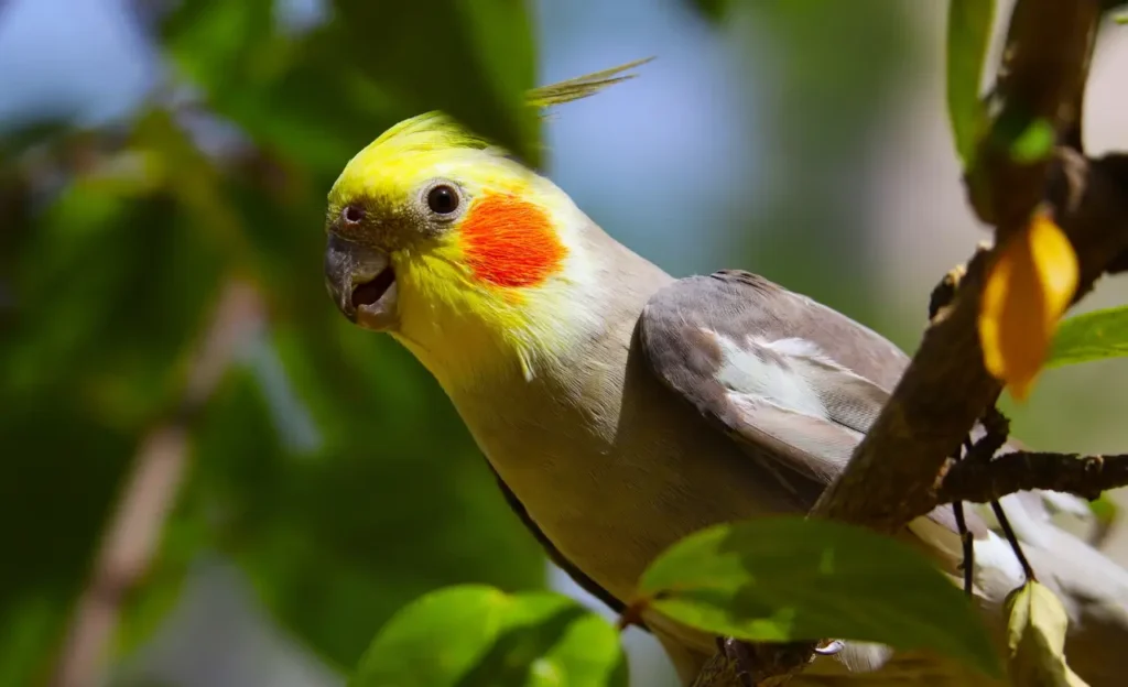 cockatiel life expectancy