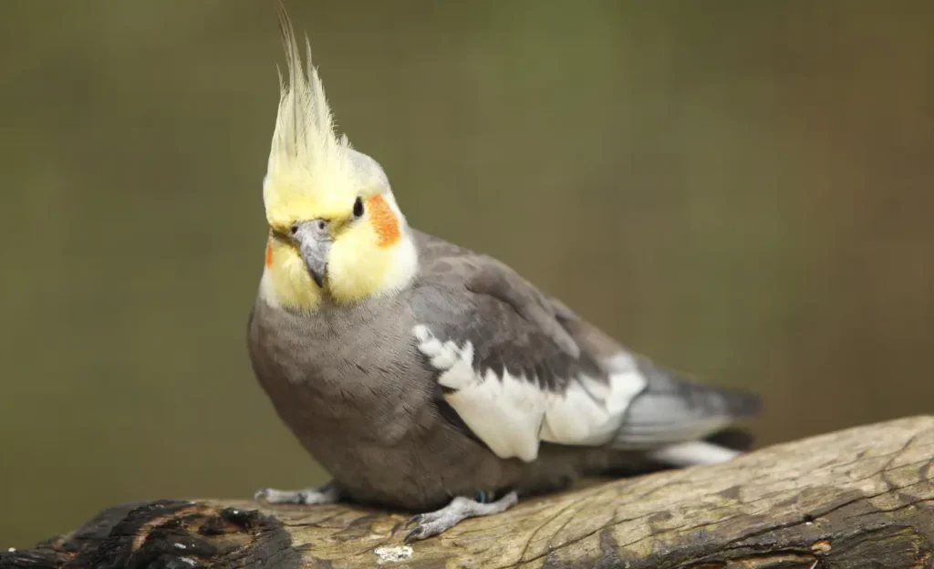 cockatiel lifespan