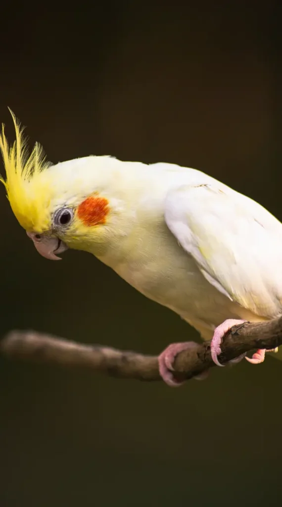 cockatiel parrot