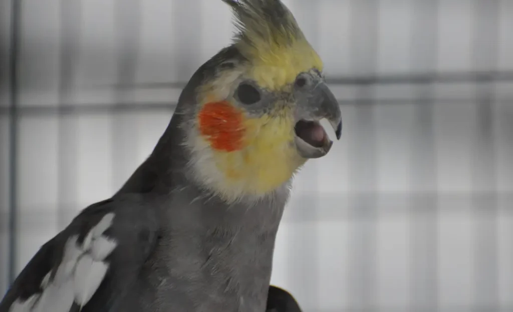 cockatiel singing