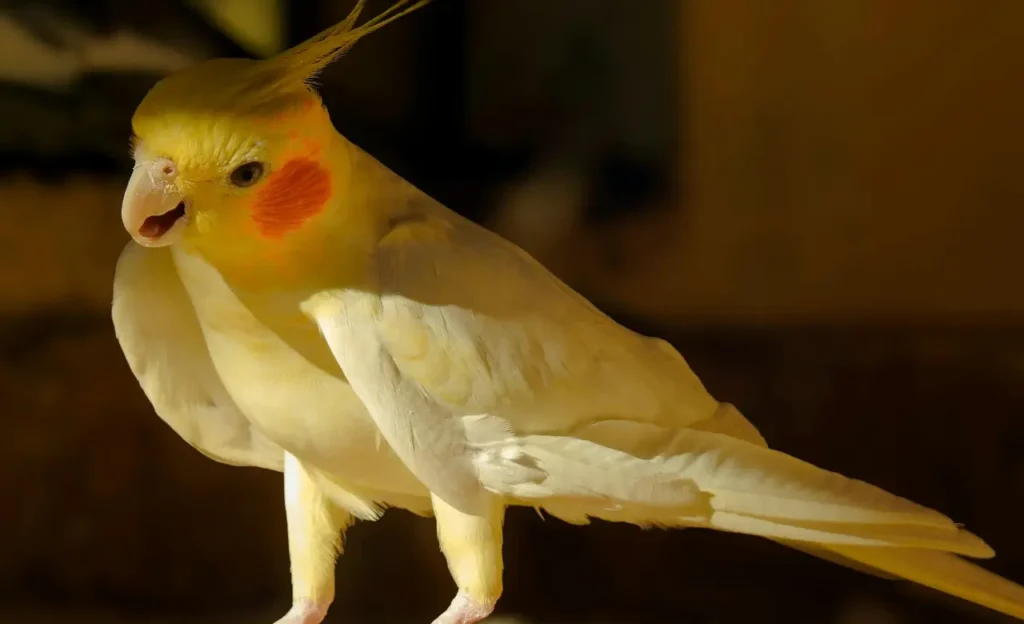 cockatiel sounds