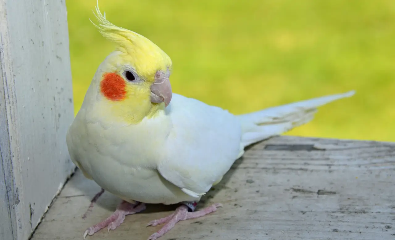 cockatiel