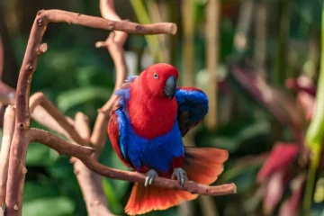 eclectus parrot