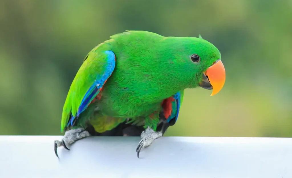 eclectus parrot bird