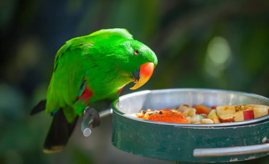 eclectus parrot diet
