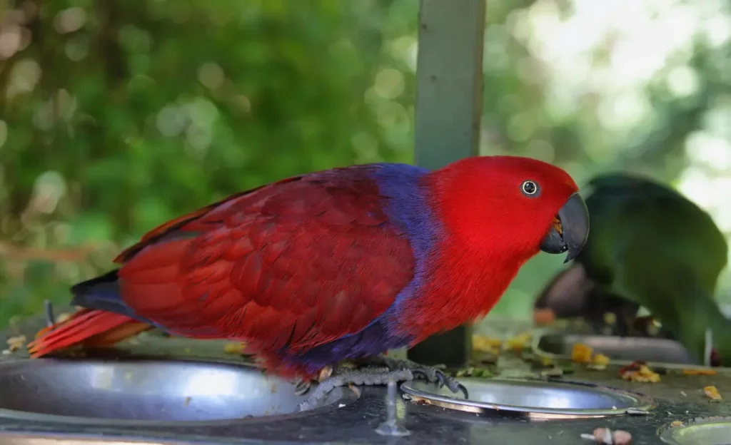 eclectus parrot food