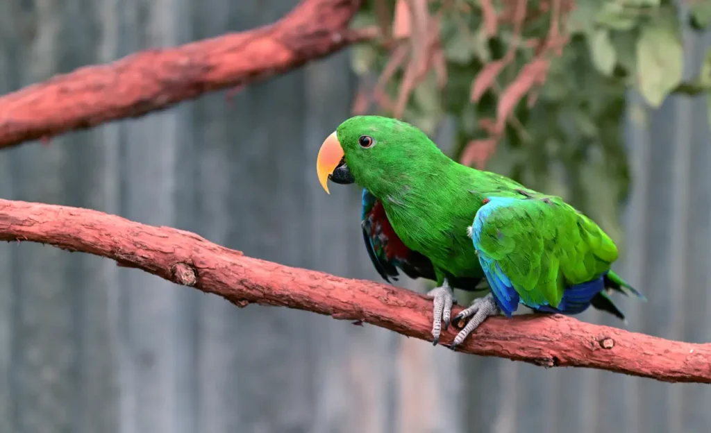 eclectus parrot male