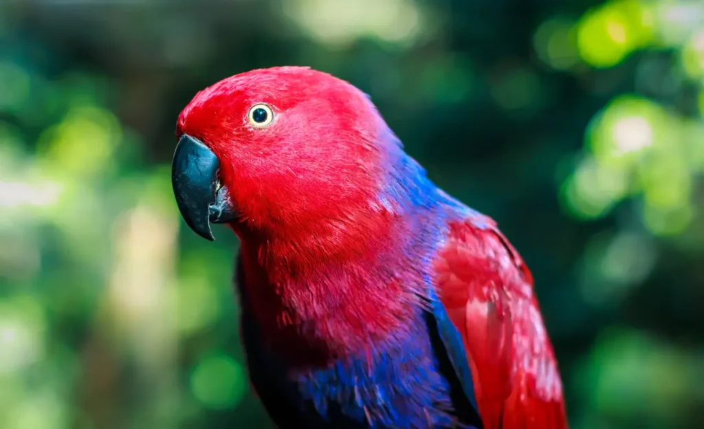 eclectus parrot pet