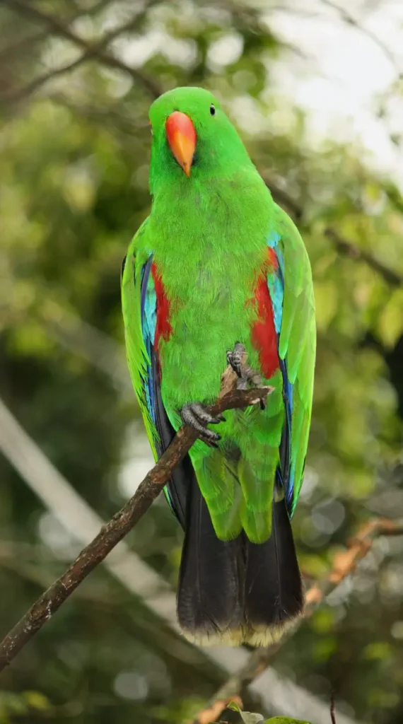 eclectus parrot price