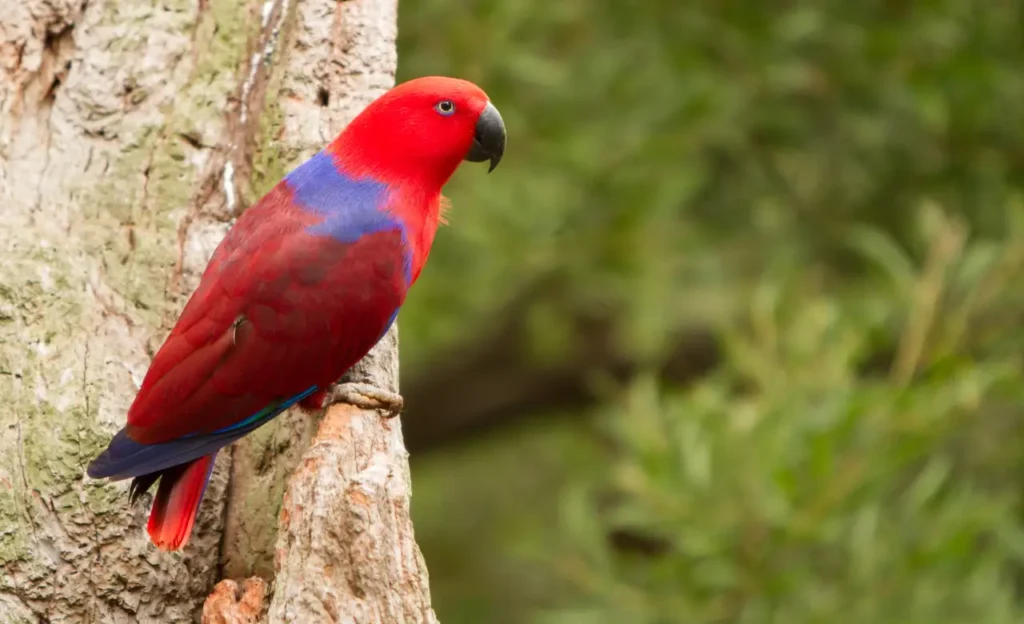 eclectus parrot size