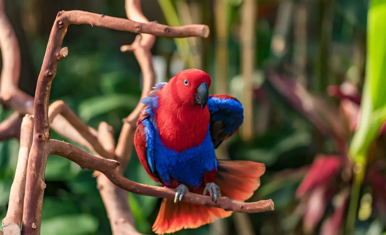 eclectus parrot