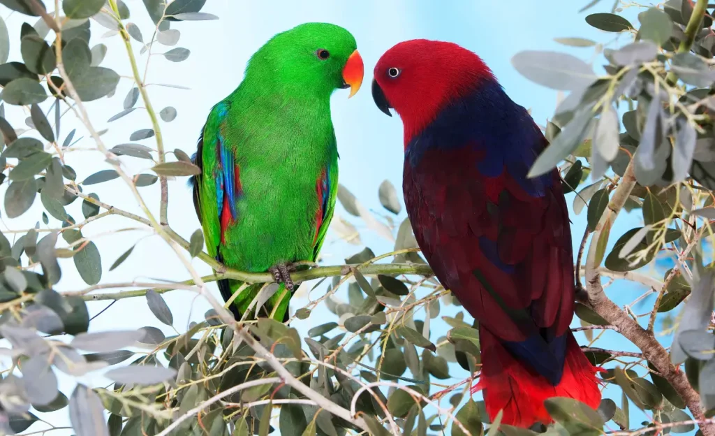 eclectus parrots