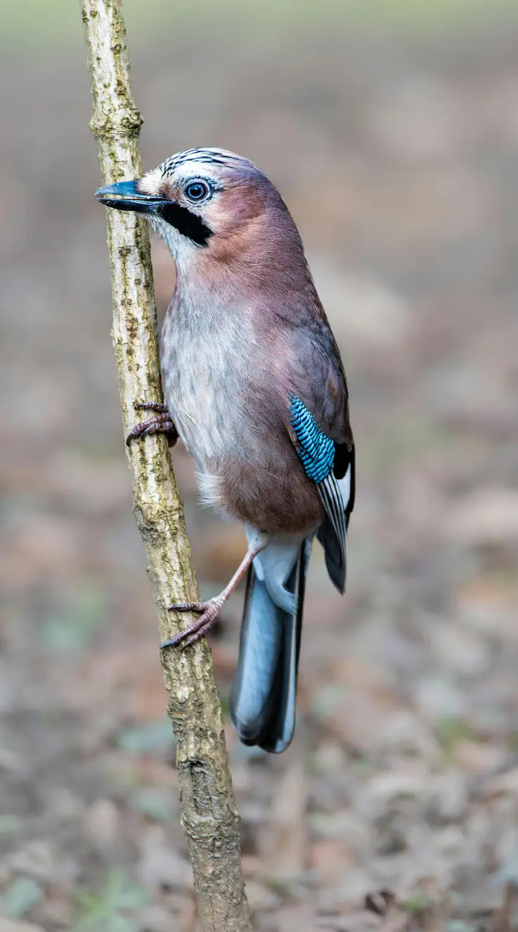 eurasian jay bird image