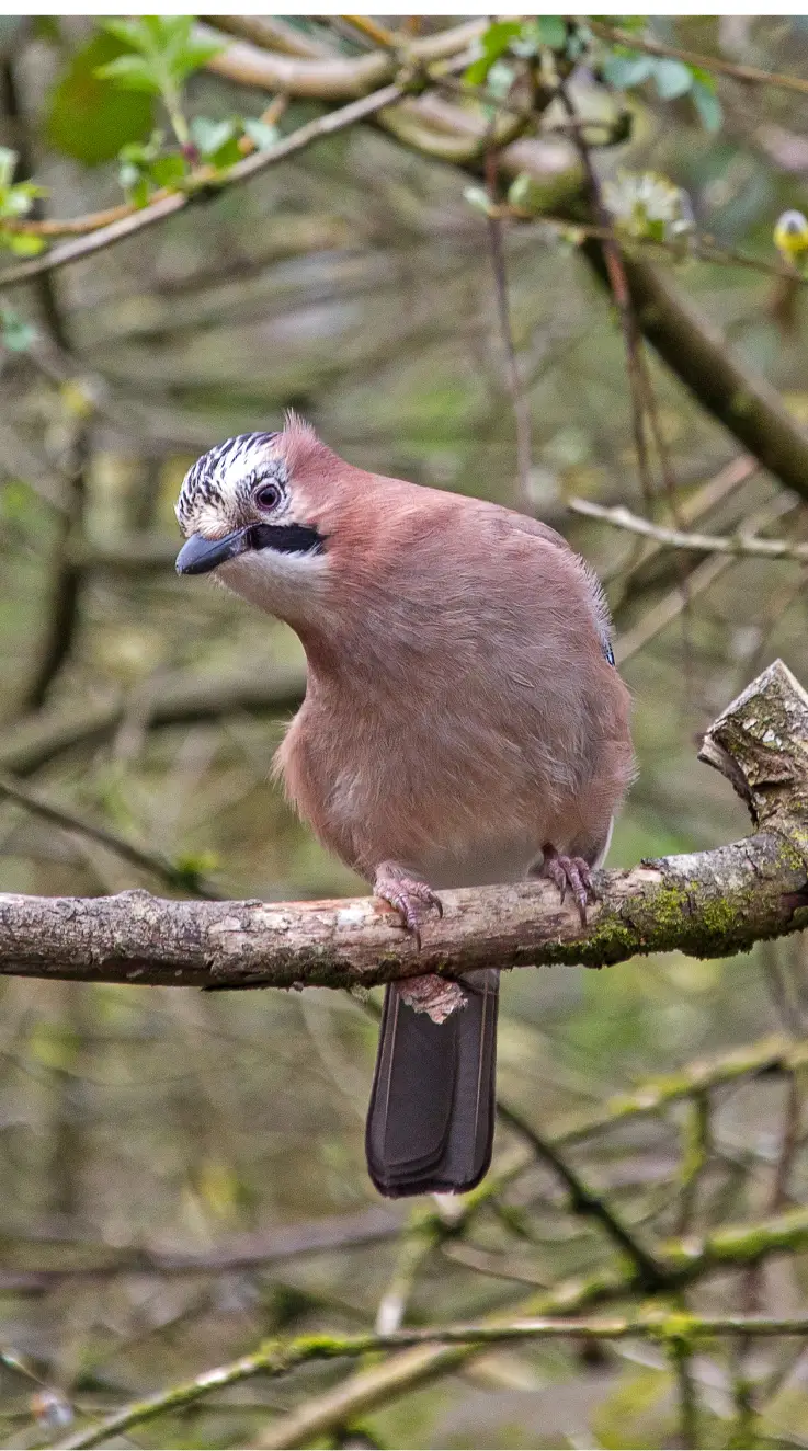 eurasian jay bird