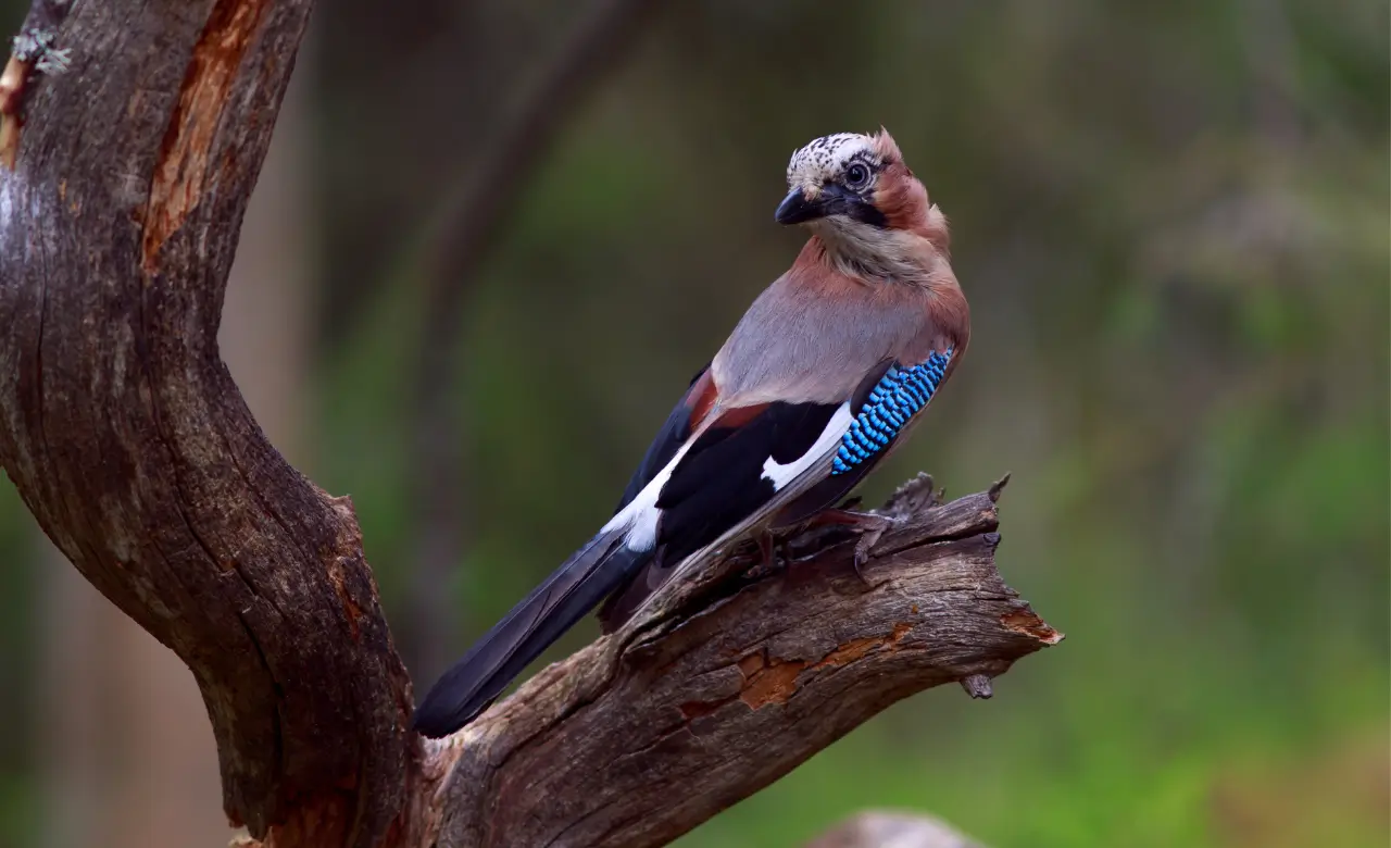 eurasian jay call