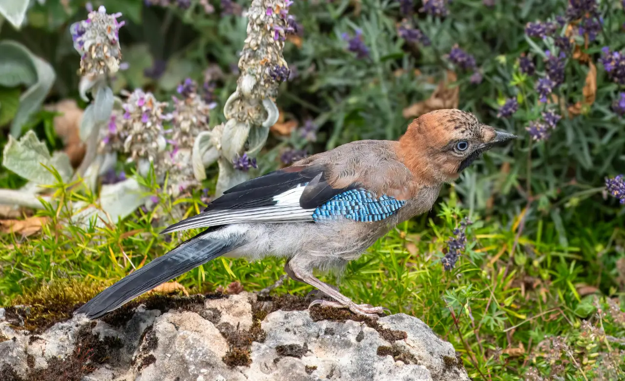 eurasian jay feather